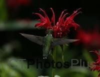 Ruby-throated Hummingbird IMG 9999 104c