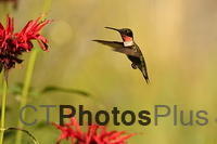 Ruby-throated Hummingbird IMG 9999 139