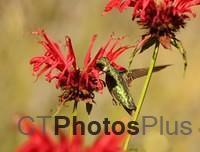 Ruby-throated Hummingbird IMG 9999 149c