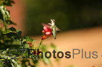 Ruby-throated Hummingbird IMG 9999 150 (2)