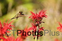 Ruby-throated Hummingbird IMG 9999 150