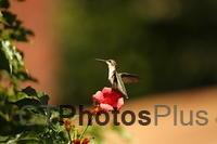 Ruby-throated Hummingbird IMG 9999 151