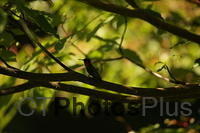 Ruby-throated Hummingbird IMG 9999 157