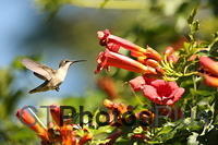Ruby-throated Hummingbird IMG 9999 159