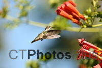Ruby-throated Hummingbird IMG 9999 160