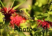 Ruby-throated Hummingbird IMG 9999 161c