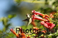Ruby-throated Hummingbird IMG 9999 166