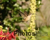 Ruby-throated Hummingbird IMG 9999 192c