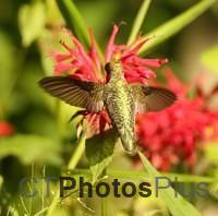 Ruby-throated Hummingbird IMG 9999 206c