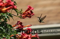 Ruby-throated Hummingbird IMG 9999 207