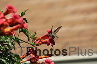Ruby-throated Hummingbird IMG 9999 208