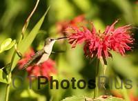 Ruby-throated Hummingbird IMG 9999 210c