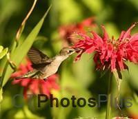 Ruby-throated Hummingbird IMG 9999 212c