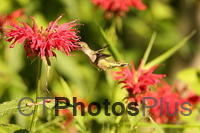 Ruby-throated Hummingbird IMG 9999 216