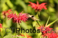 Ruby-throated Hummingbird IMG 9999 217