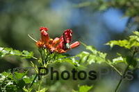 Ruby-throated Hummingbird IMG 9999 223