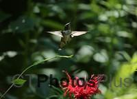 Ruby-throated Hummingbird IMG 9999 23c