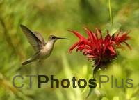 Ruby-throated Hummingbird IMG 9999 264c
