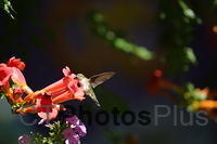 Ruby-throated Hummingbird IMG 9999 266