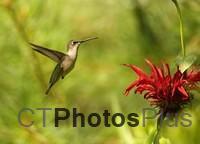 Ruby-throated Hummingbird IMG 9999 266c