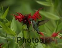 Ruby-throated Hummingbird IMG 9999 6c