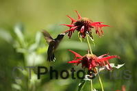 Ruby-throated Hummingbird IMG 9999 71