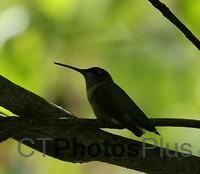 Ruby-throated Hummingbird IMG 9999 74c