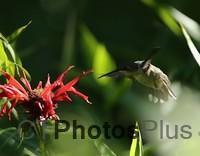 Ruby-throated Hummingbird IMG 9999 78c