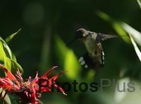 Ruby-throated Hummingbird IMG 9999 79c (2)
