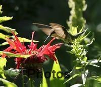 Ruby-throated Hummingbird IMG 9999 81c