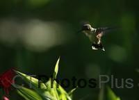 Ruby-throated Hummingbird IMG 9999 82c