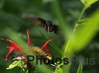 Ruby-throated Hummingbird Male IMG 9999c