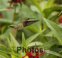 Ruby-throated Hummingbird U82A3123c