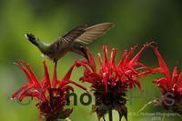 Ruby-throated Hummingbird U82A3222
