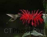 Ruby-throated Hummingbird U82A3264c