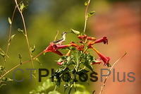 Ruby-throated Hummingbird on Trumpet Flower IMG 9999 147