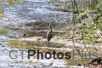 Great Blue Heron on the Hockanum Manchester 026