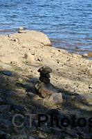 Balancing rocks during the drought at Nepaug IMG 7991