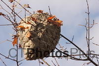 Bald-Faced Hornet Nest IMG 7928