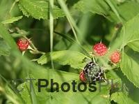 Blackberries U82A4058c