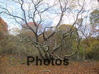 Beautiful leaveless Tree in the Fall  IMG 0818