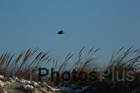 Crow flying over Moonstone IMG 9999 96