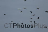 Ducks in flight IMG 9999 142