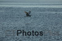 Egret in flight IMG 9999 157