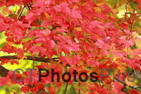Fall Leaves IMG 2366