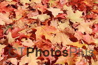 Fall Leaves October 2014 IMG 2380