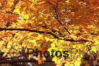 Fall leaves IMG 2565