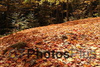 Fallen leaves U82A6332