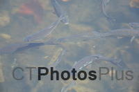 Fish in Farm Pond at Trustom U82A1164