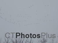 Flying geese in the fog IMG 0129